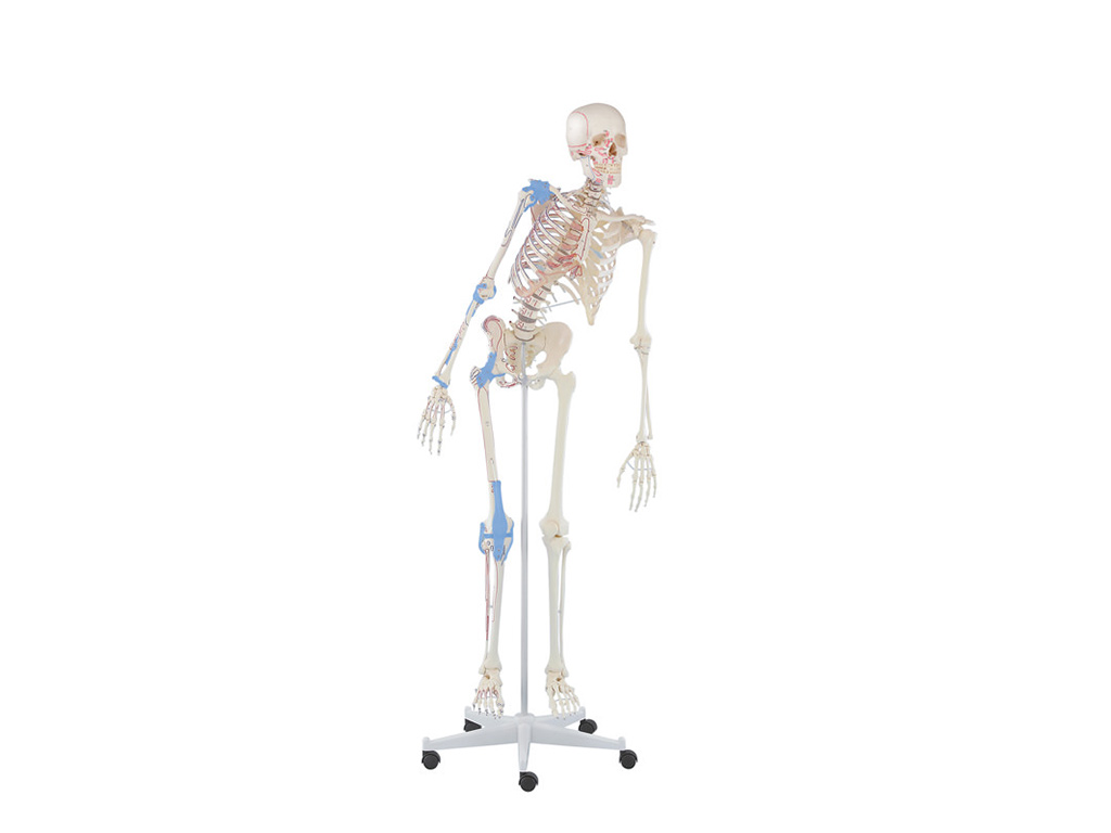 Skelett "Max", beweglich, mit Muskelmarkierungen und Bandapparat